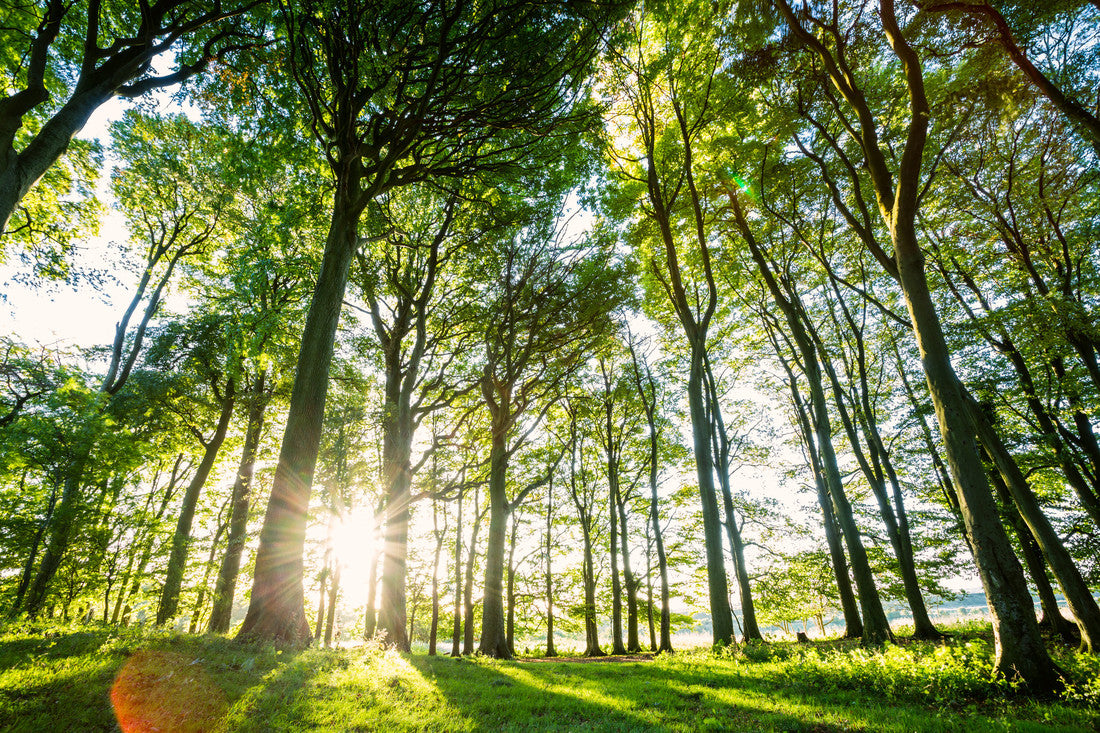 The Benefit of Responsibly Managed Forests